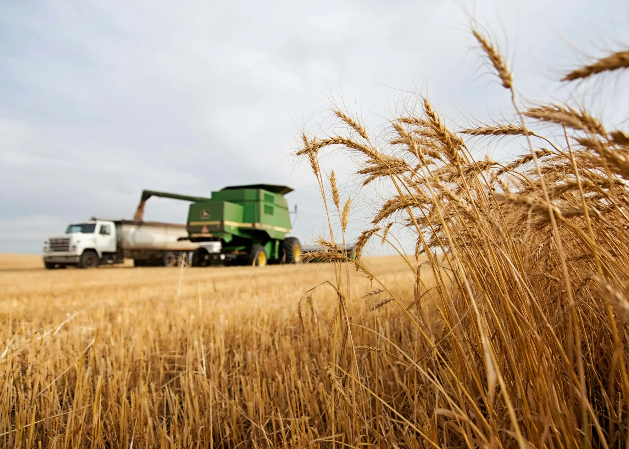 Farmer header harvest in an Australian small business setting